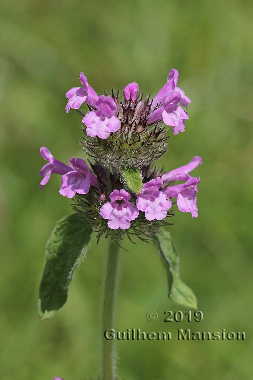 Clinopodium vulgare