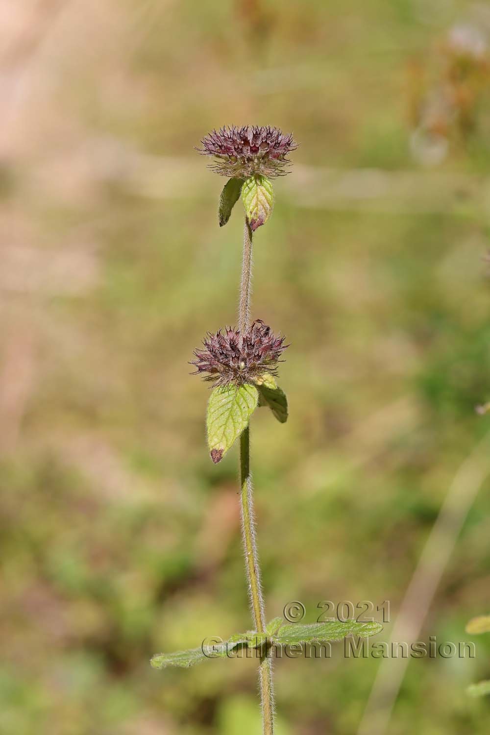 Clinopodium vulgare