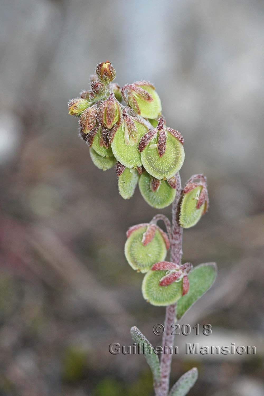 Clypeola jonthlaspi