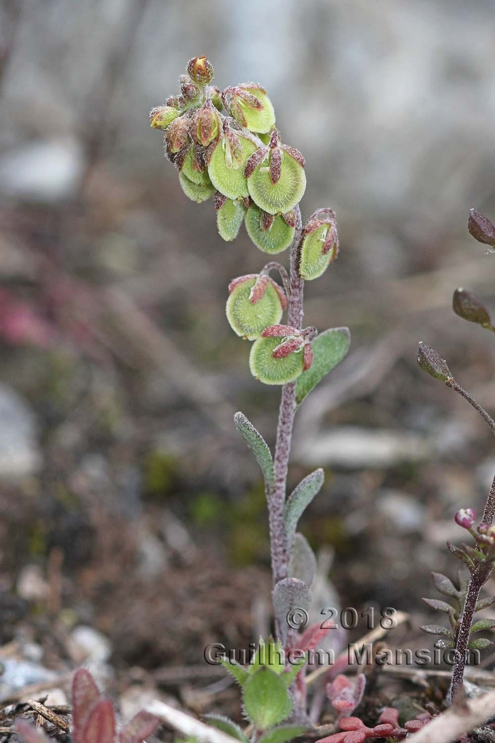 Clypeola jonthlaspi