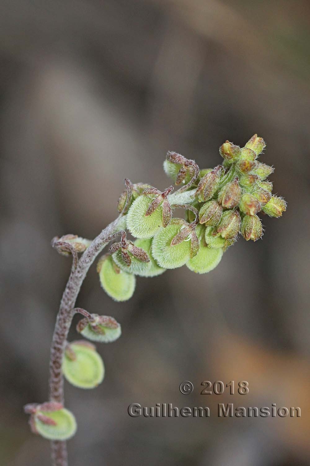 Clypeola jonthlaspi