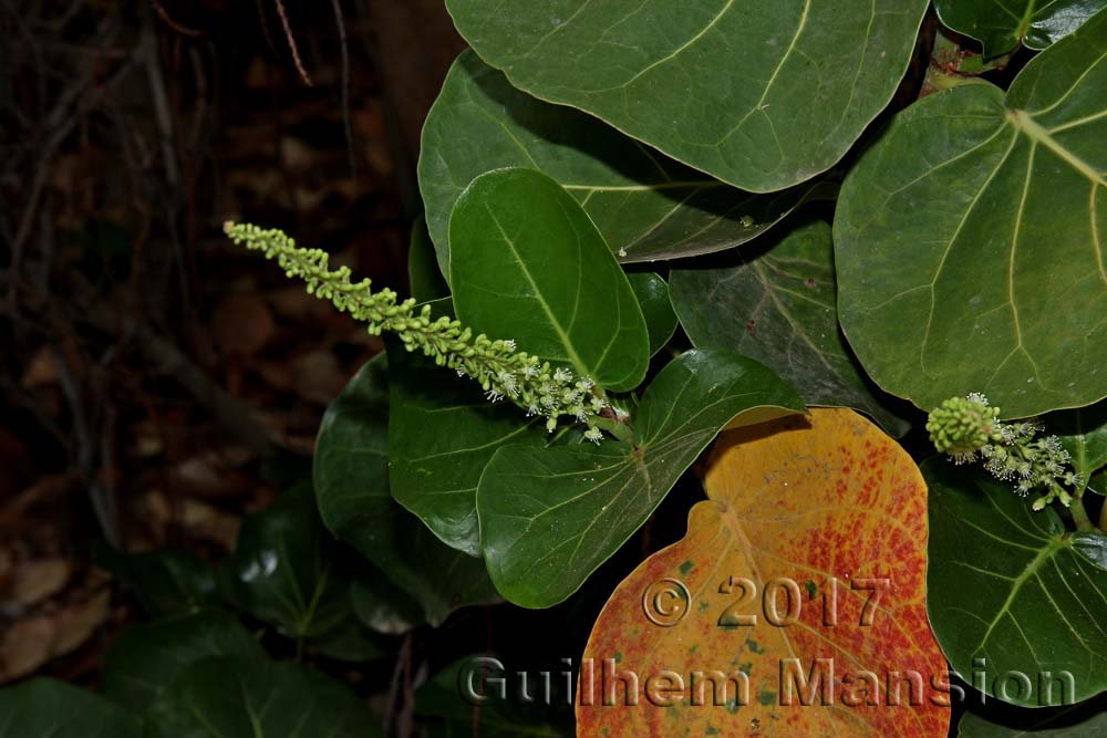 Coccoloba uvifera