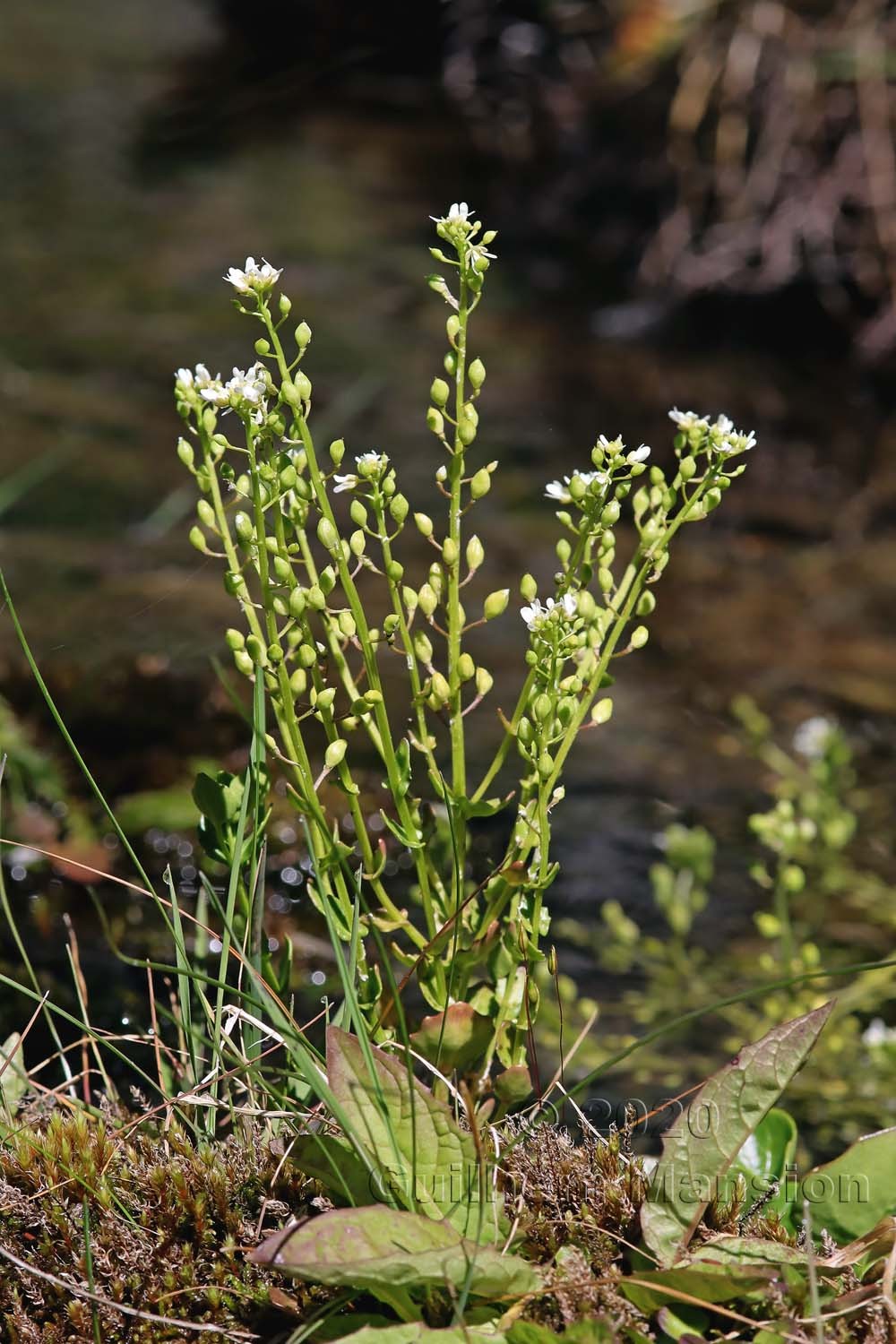 Cochlearia pyrenaica