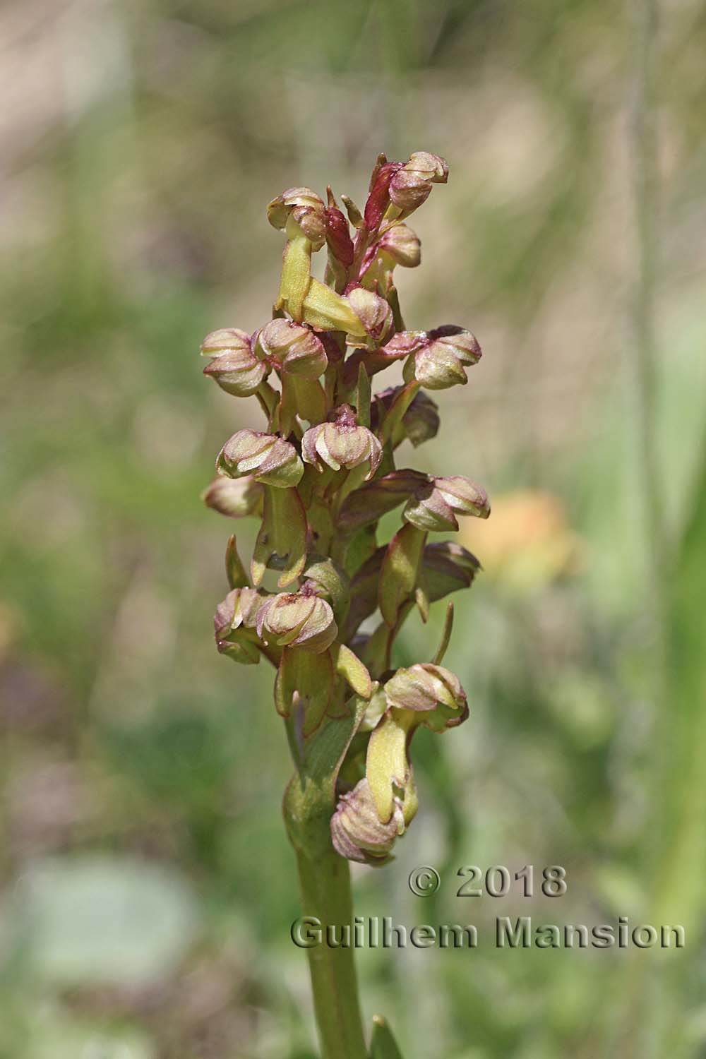 Dactylorhiza viridis [Coeloglossum viride]