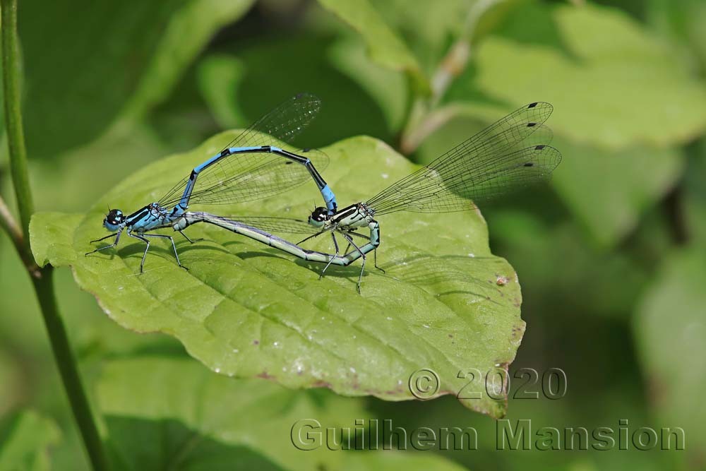 Coenagrion puella