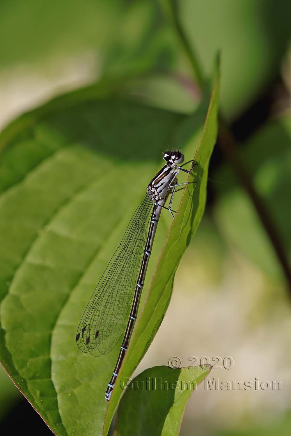 Coenagrion puella (F)