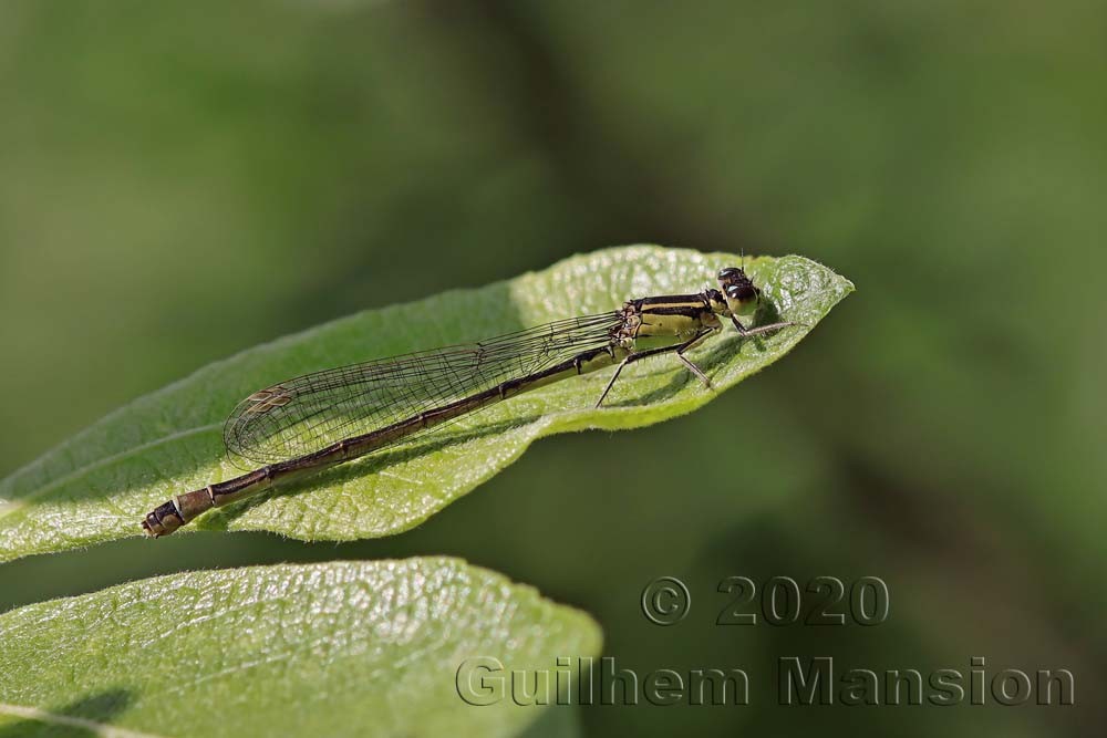 Coenagrion puella (F)