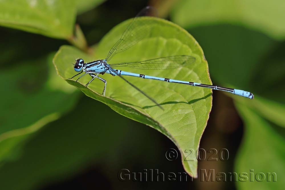 Coenagrion puella (M)