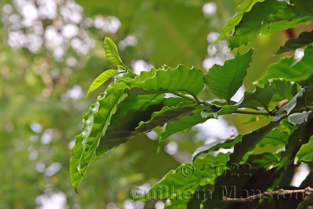 Coffea arabica