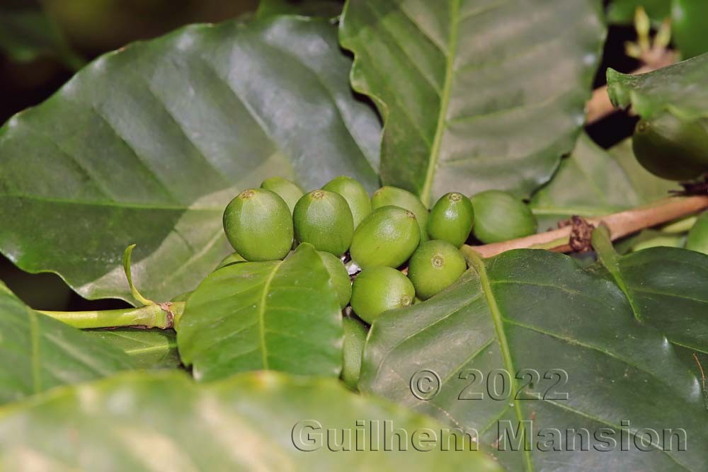 Coffea arabica