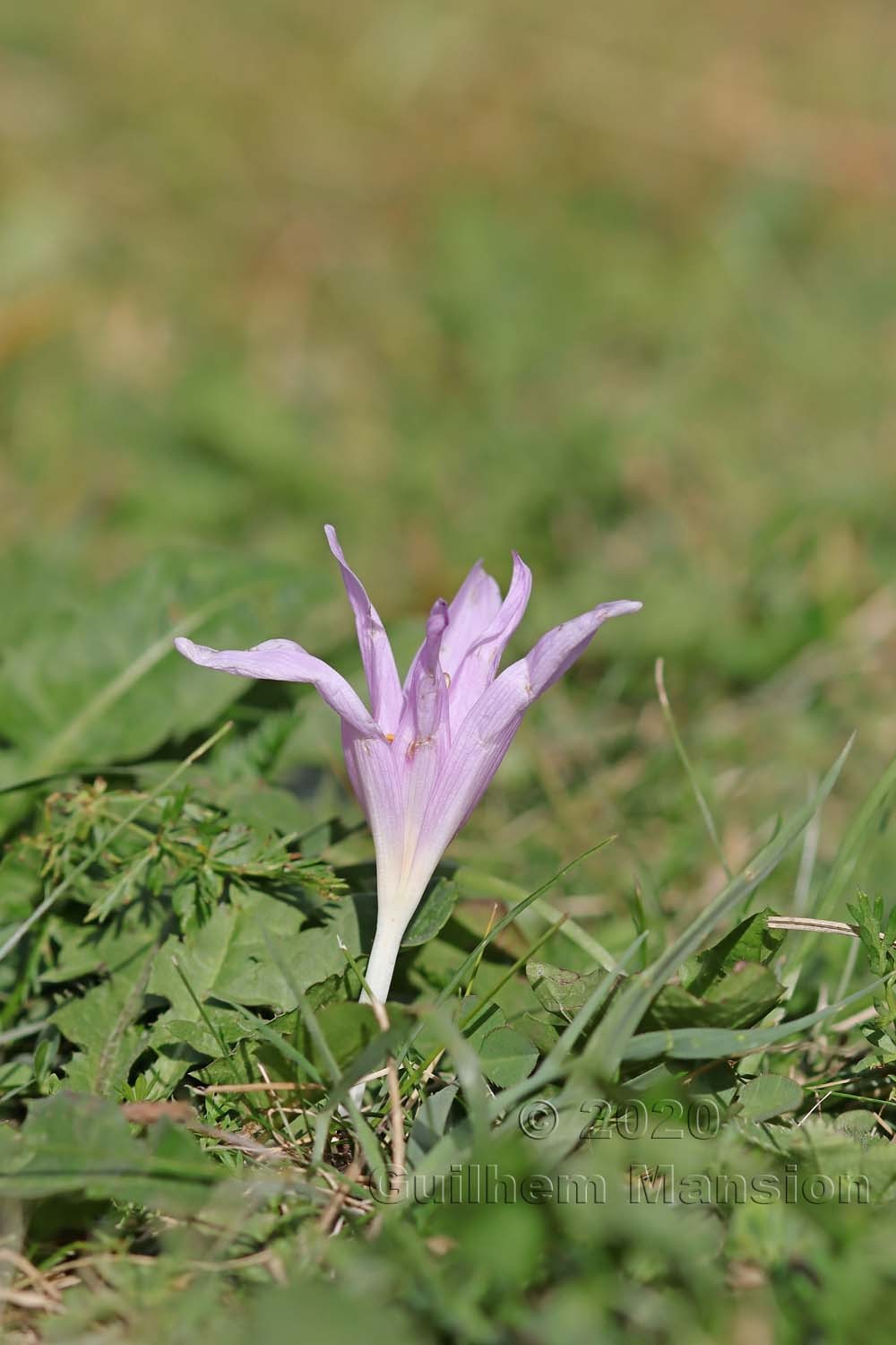 Colchicum alpinum