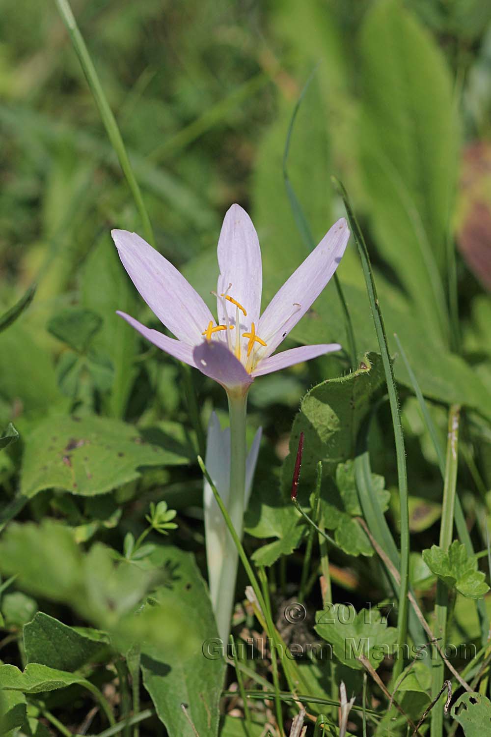 Colchicum autumnale