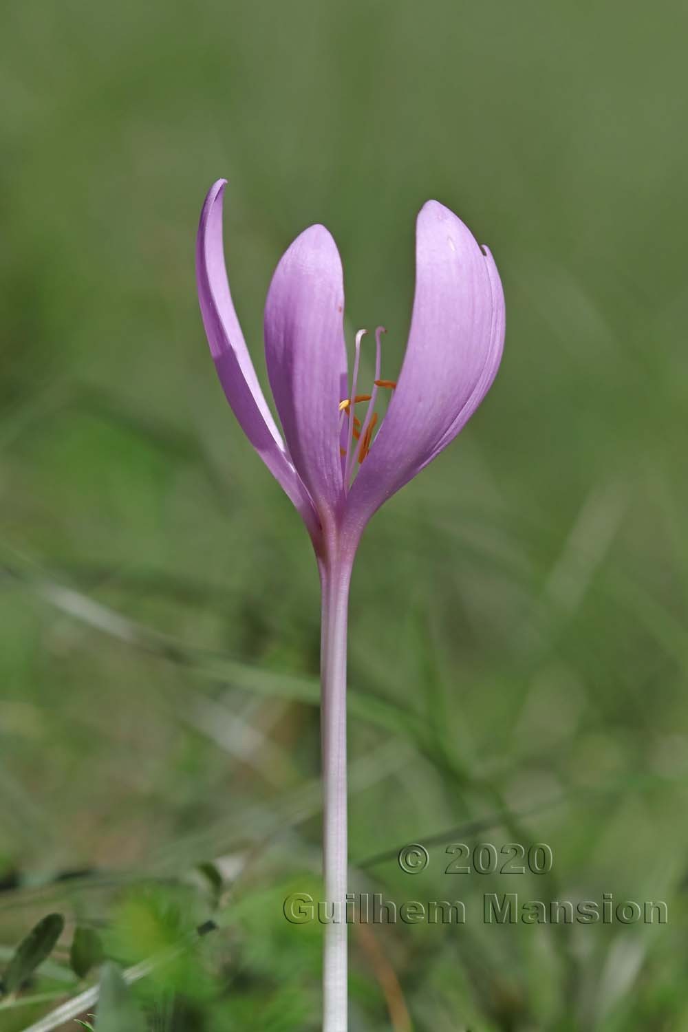 Colchicum autumnale