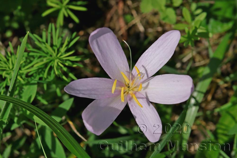 Colchicum autumnale