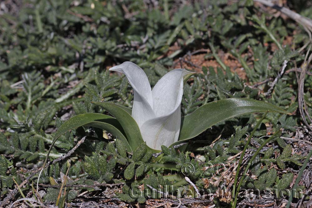 Colchicum capense ciliolatum