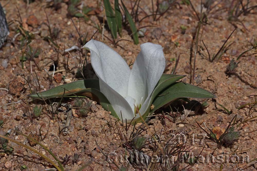 Famille - Colchicaceae