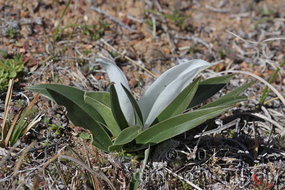 Colchicum capense ciliolatum