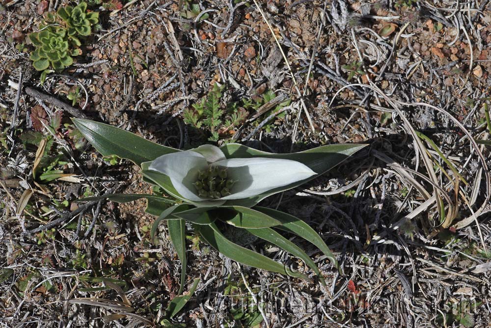 Colchicum capense ciliolatum