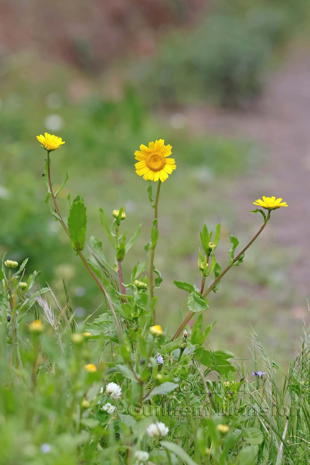 Coleostephus myconis