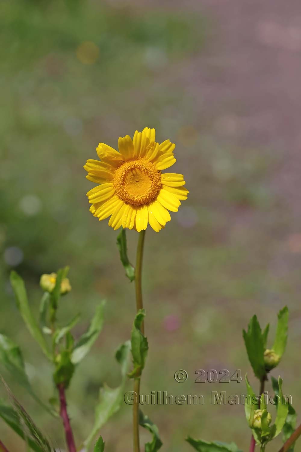 Coleostephus myconis
