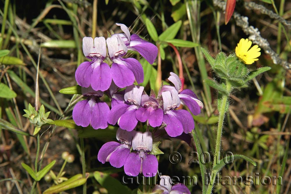 Collinsia grandiflora