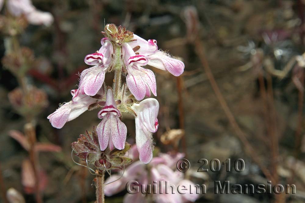 Collinsia tinctoria