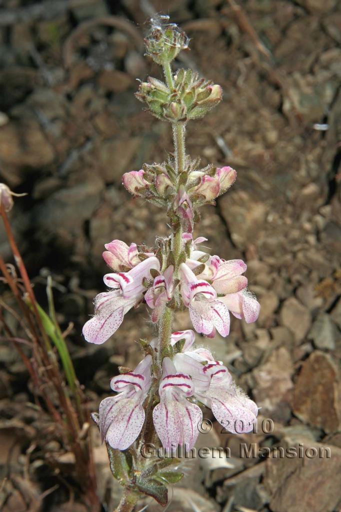 Collinsia tinctoria