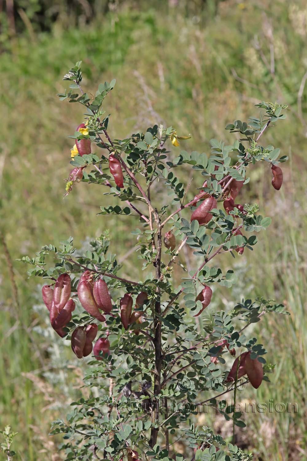 Colutea arborescens