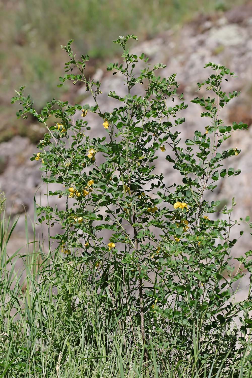 Colutea arborescens