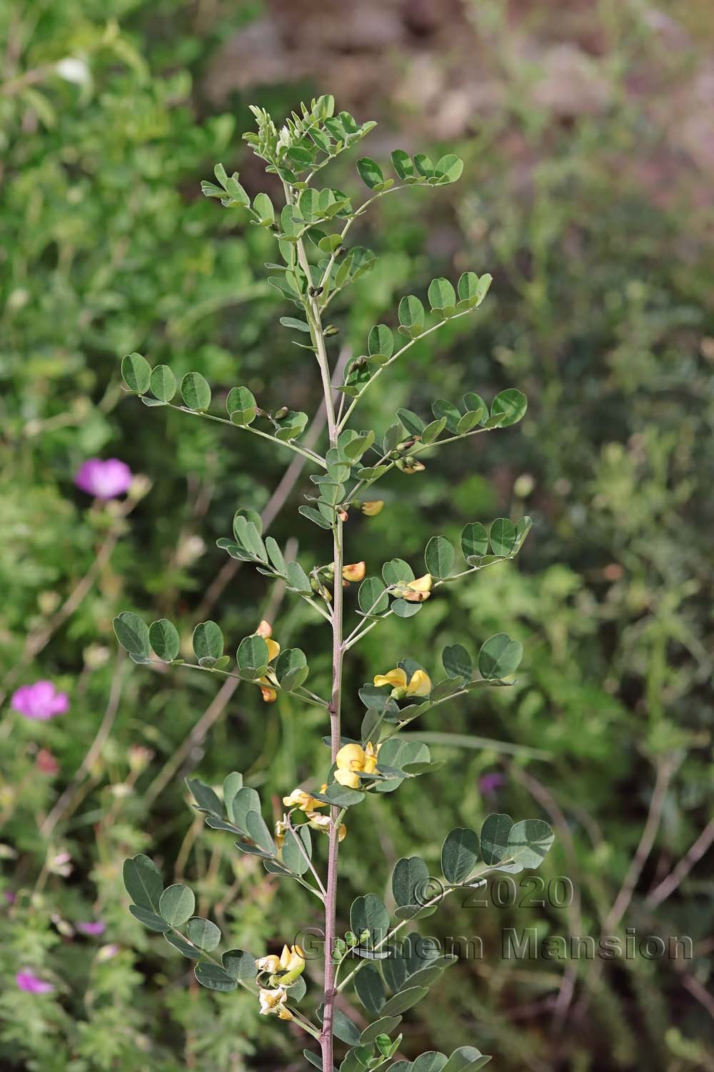 Colutea arborescens