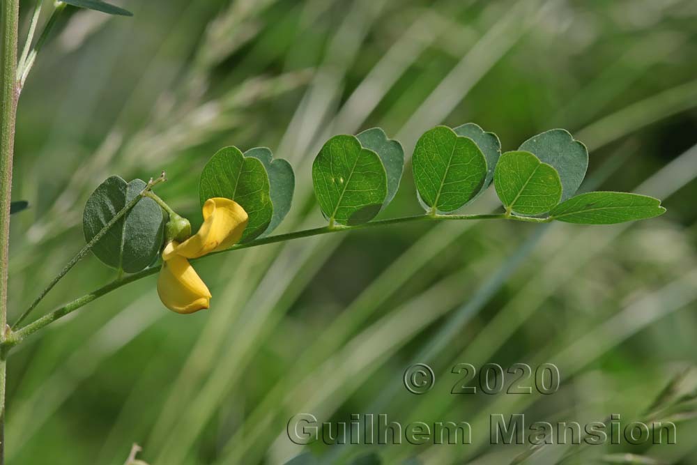 Colutea arborescens