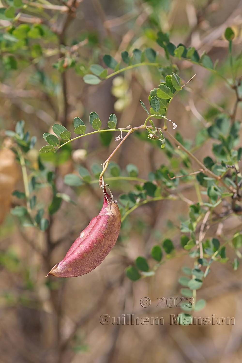 Colutea arborescens