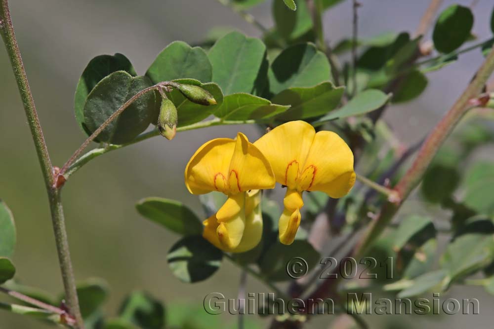 Colutea arborescens