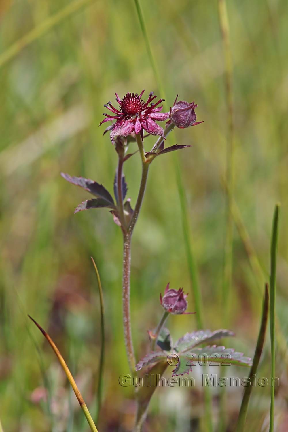 Comarum palustre [Potentilla palustris]