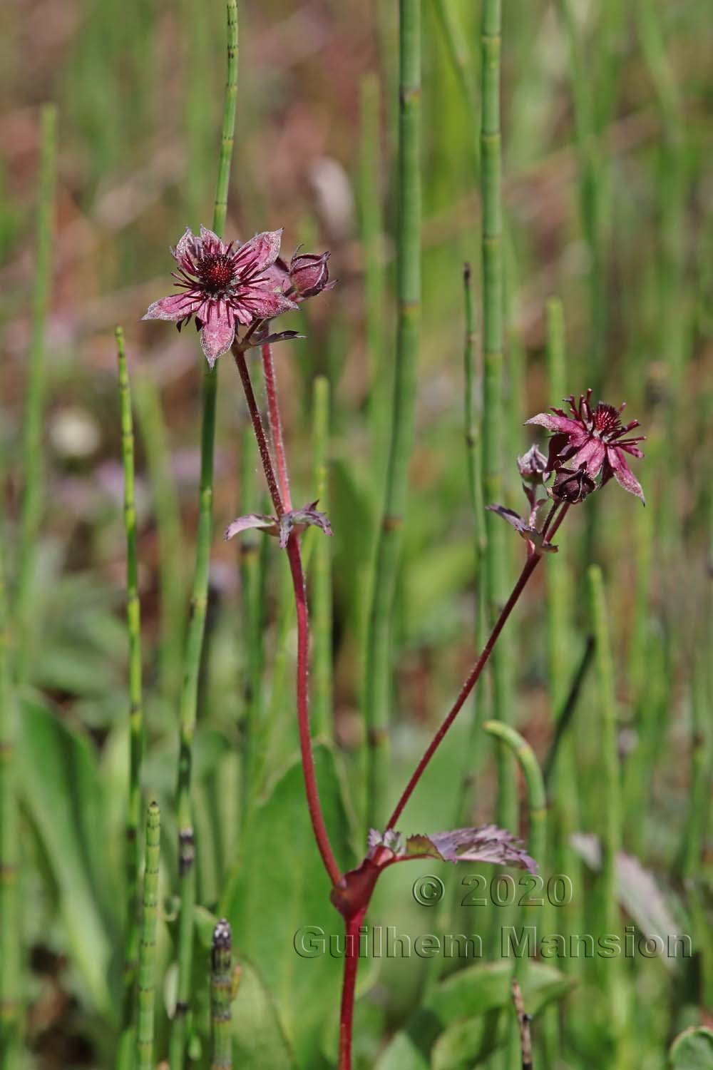 Comarum palustre [Potentilla palustris]