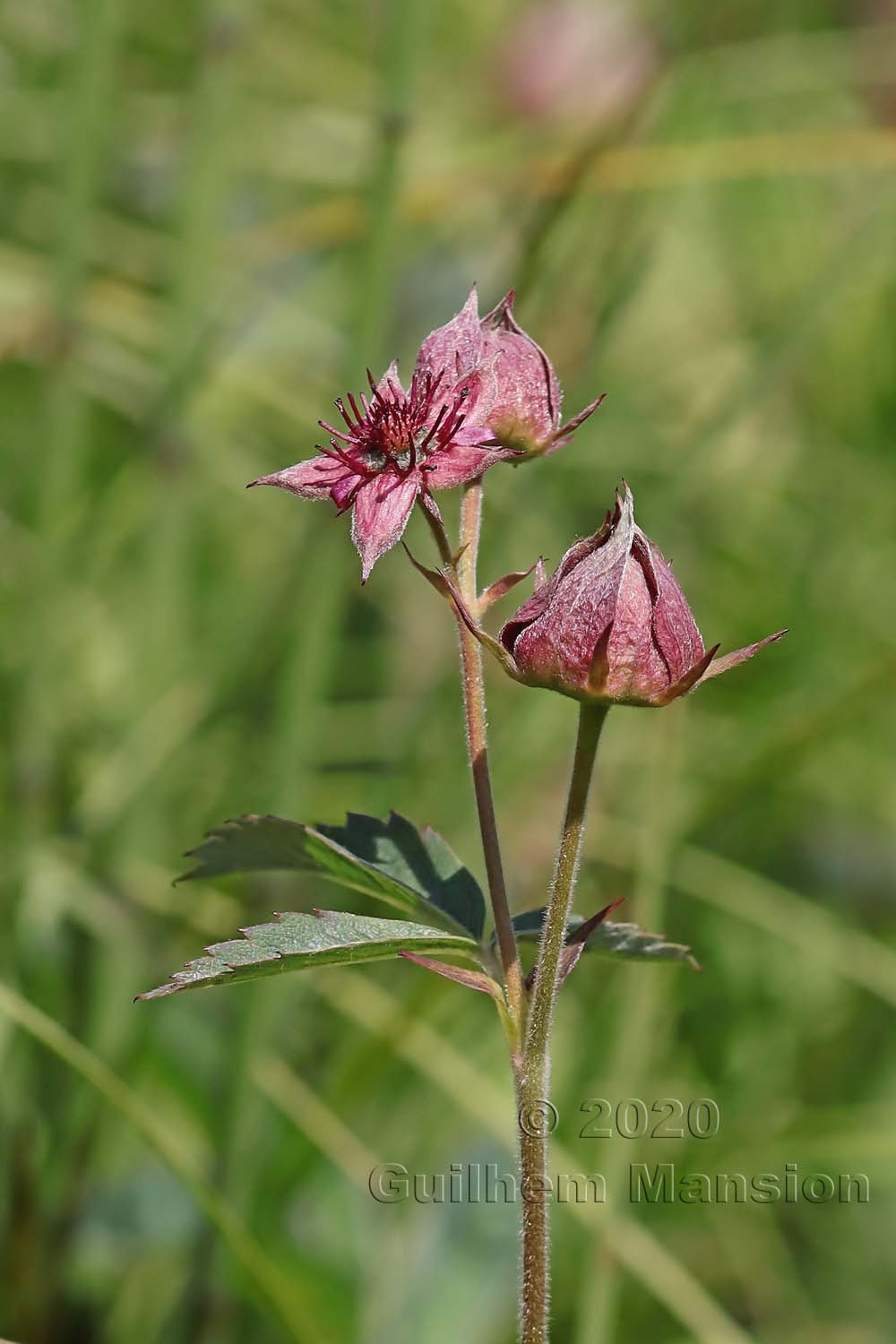 Comarum palustre [Potentilla palustris]