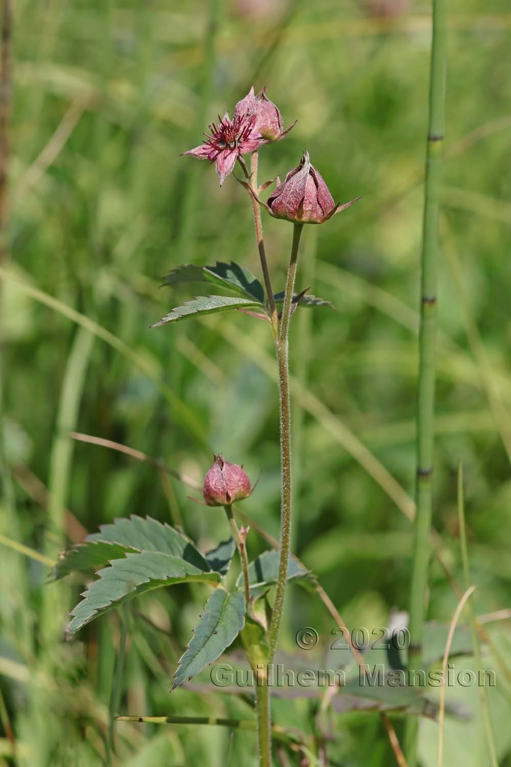 Comarum palustre [Potentilla palustris]