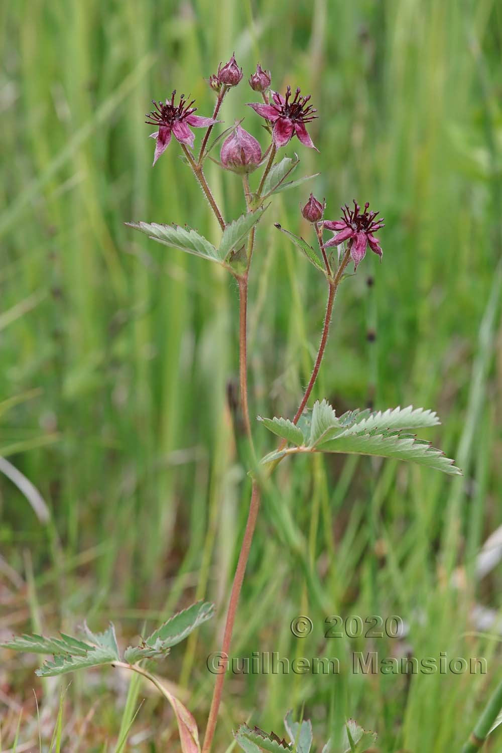 Comarum palustre [Potentilla palustris]