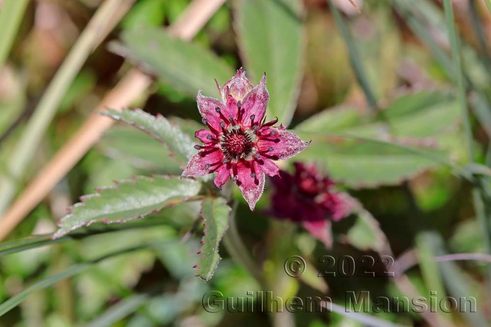 Comarum palustre [Potentilla palustris]