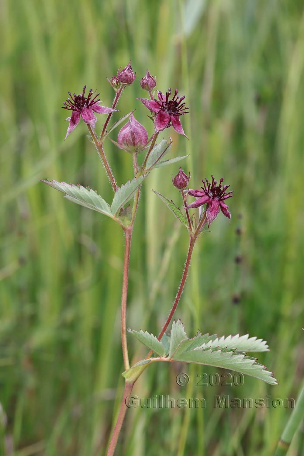 Comarum palustre [Potentilla palustris]