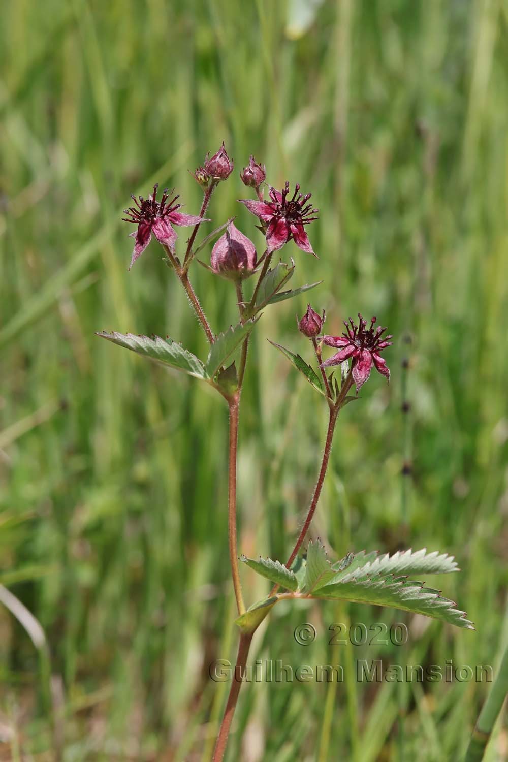 Comarum palustre [Potentilla palustris]