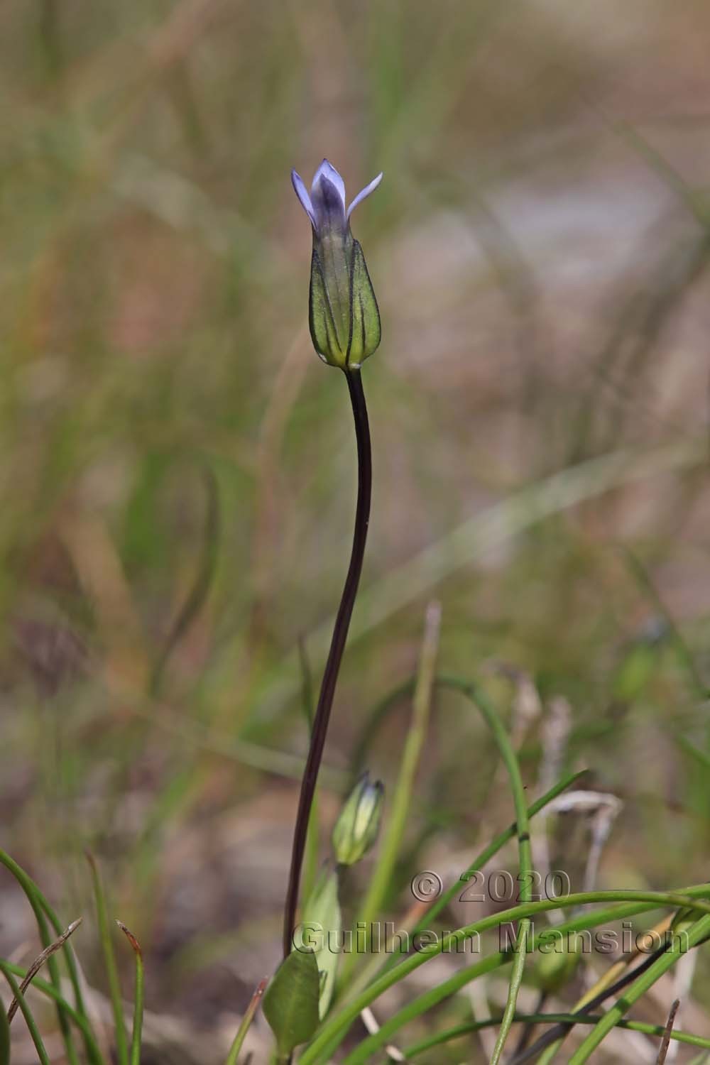 Comastoma tenellum