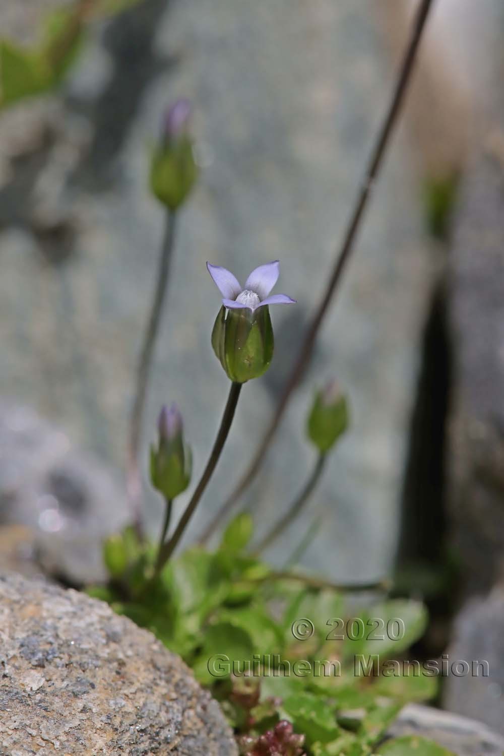 Comastoma tenellum