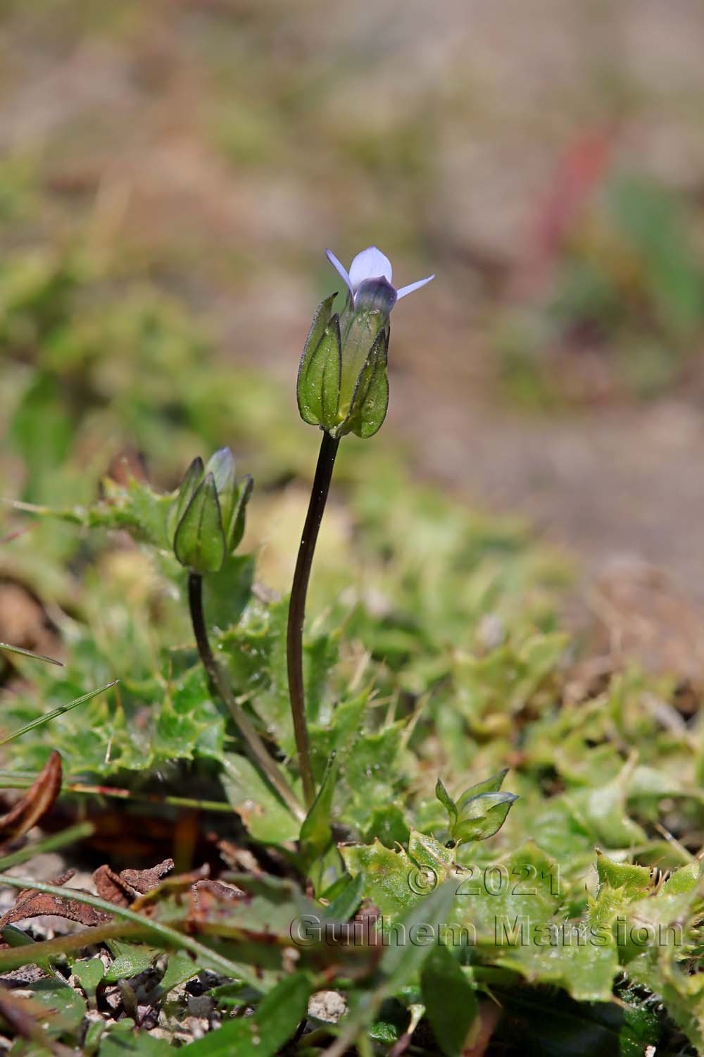 Comastoma tenellum