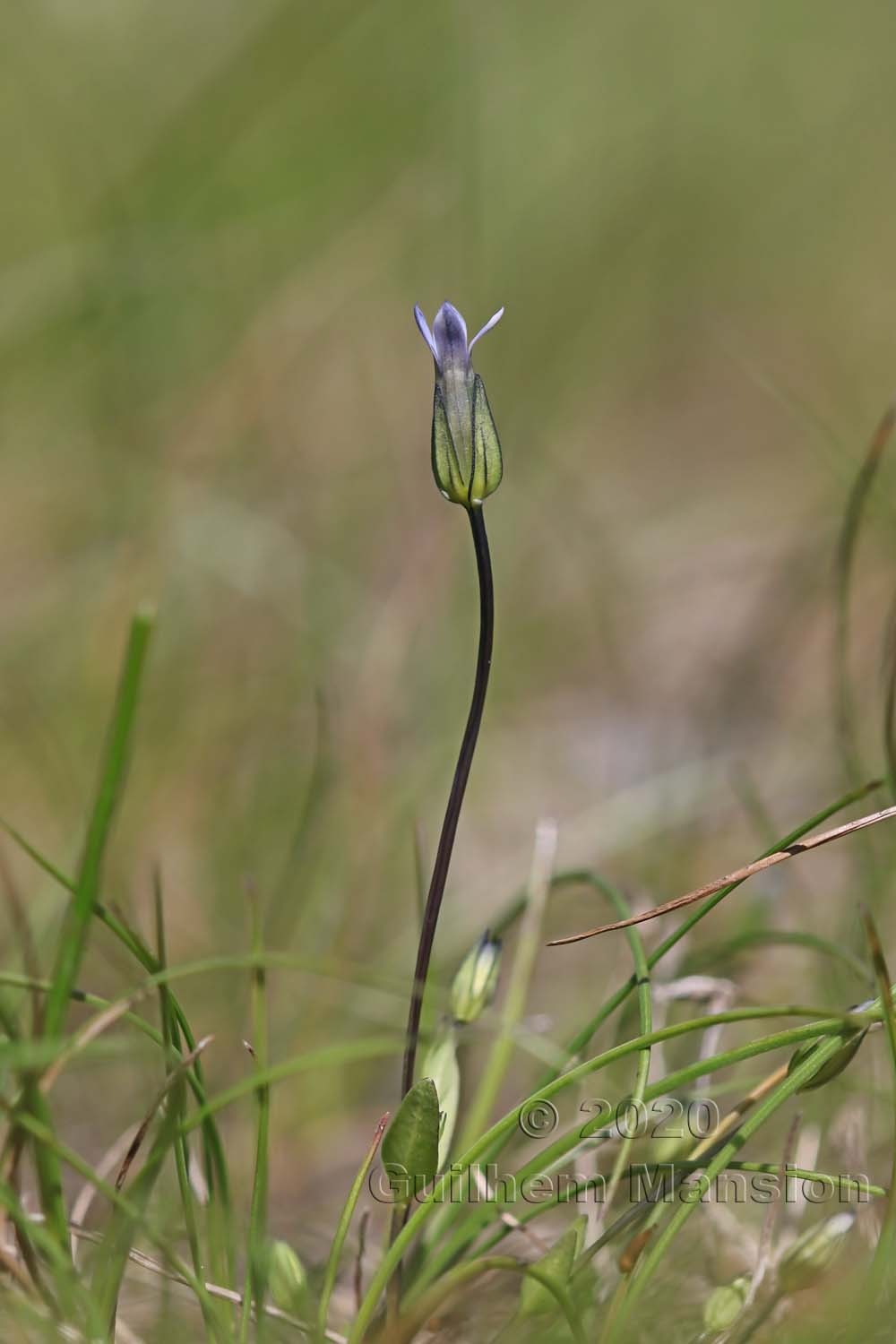 Comastoma tenellum