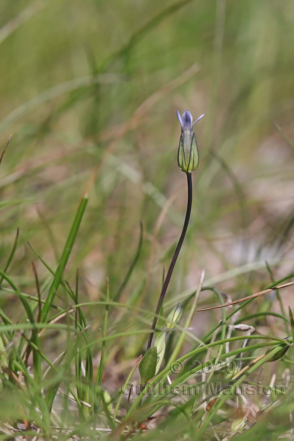 Comastoma tenellum