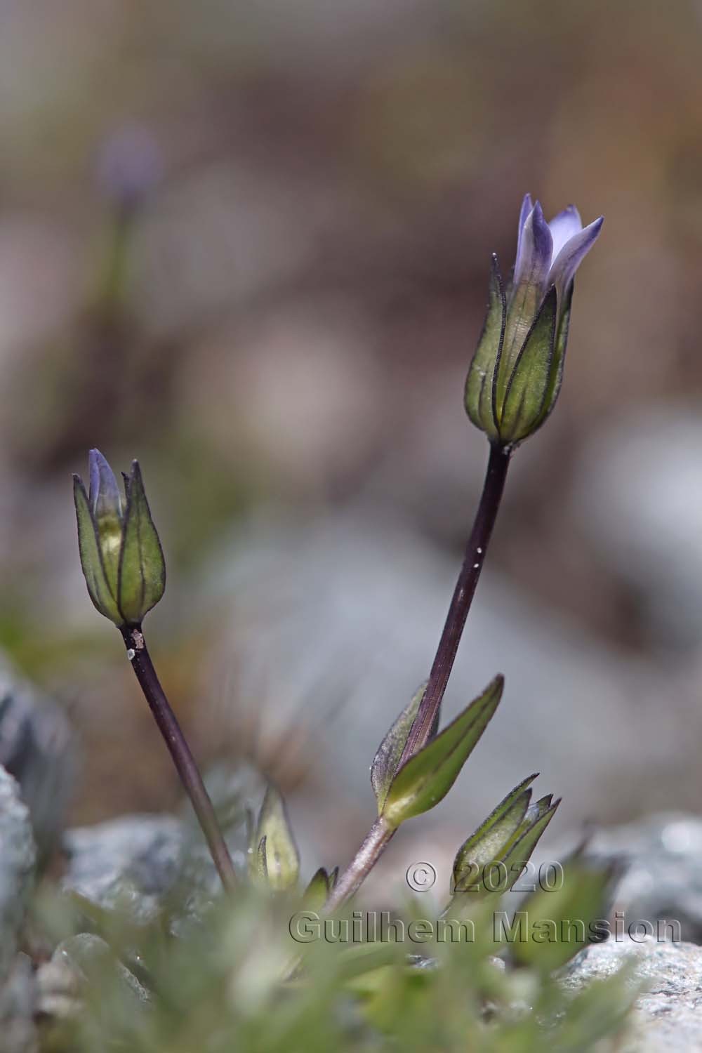 Comastoma tenellum