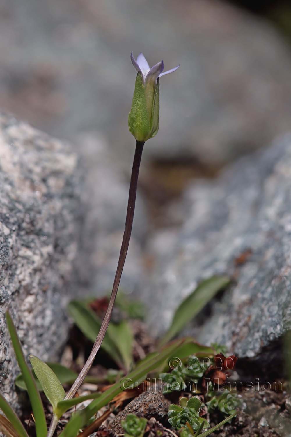 Comastoma tenellum