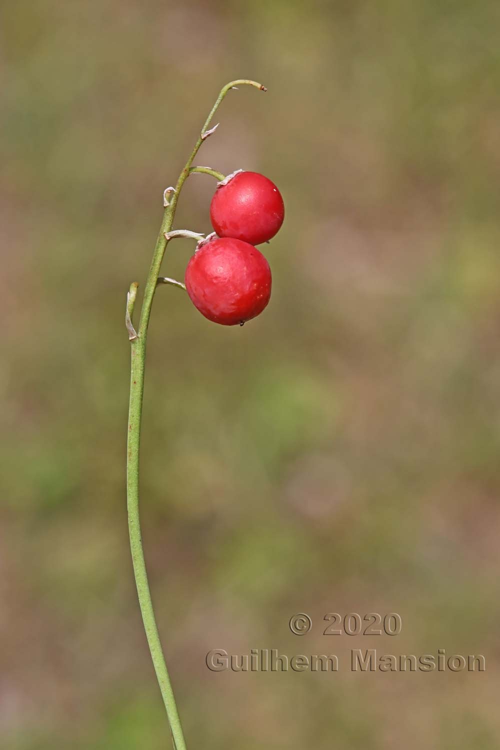 Convallaria majalis