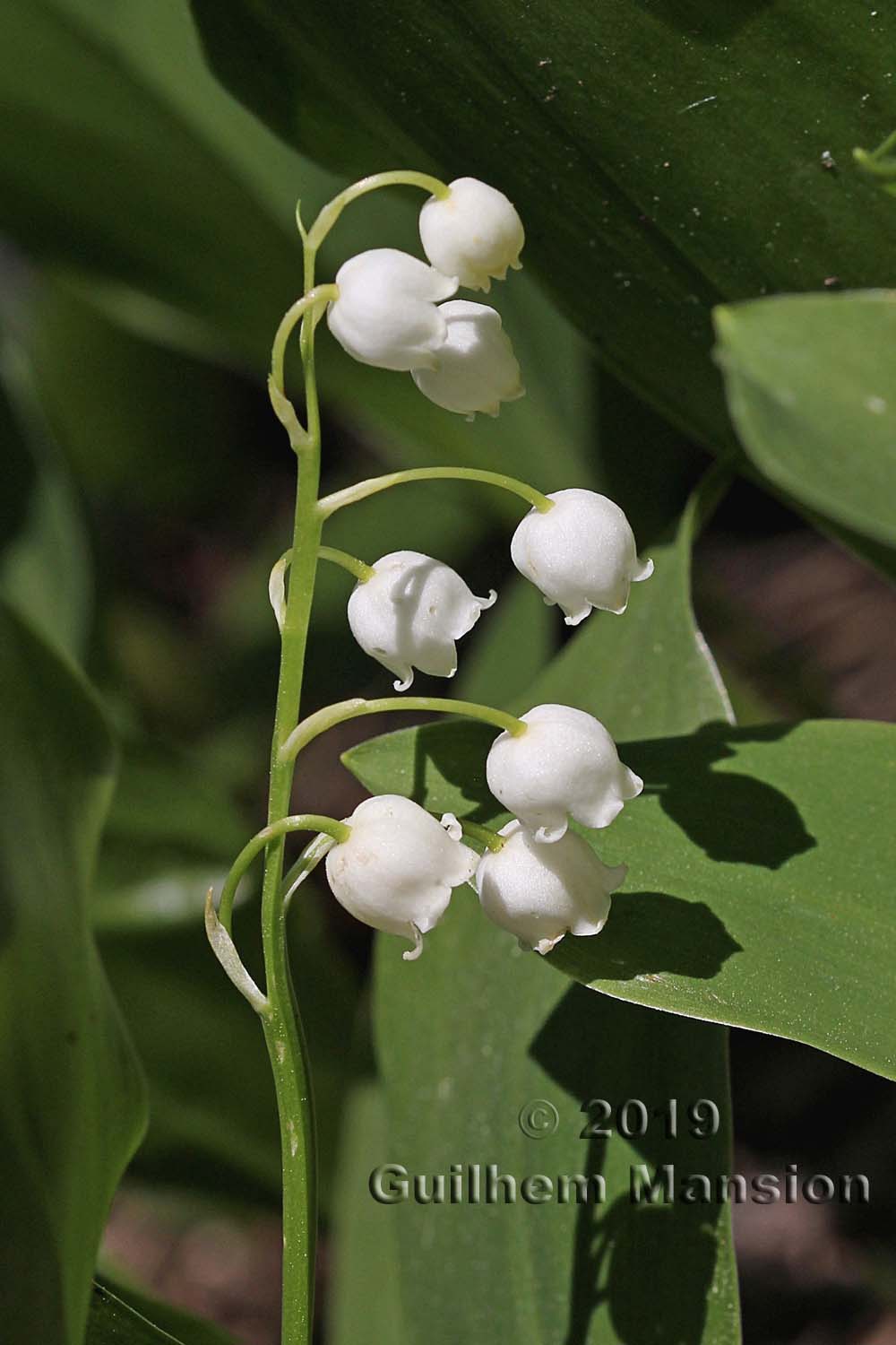 Convallaria majalis